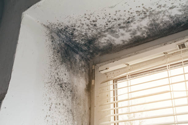 Affordable Mold Removal solutions in Thorofare, NJ